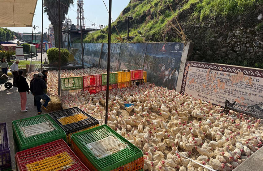 Gobierno de Baltazar Narciso impulsa seguridad alimentaria-1