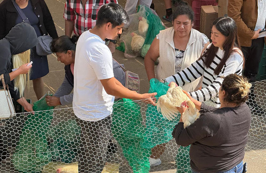 Gobierno de Baltazar Narciso impulsa seguridad alimentaria-2