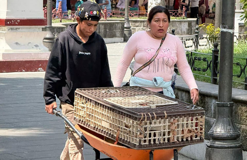 Gobierno de Baltazar Narciso impulsa seguridad alimentaria-3