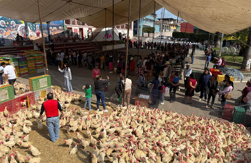 Gobierno de Baltazar Narciso impulsa seguridad alimentaria-5