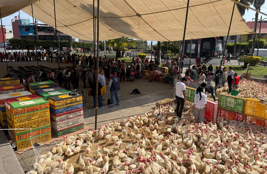 Gobierno de Baltazar Narciso impulsa seguridad alimentaria-6
