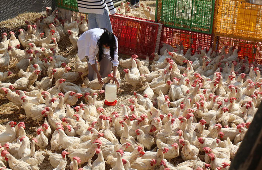 Gobierno de Baltazar Narciso impulsa seguridad alimentaria