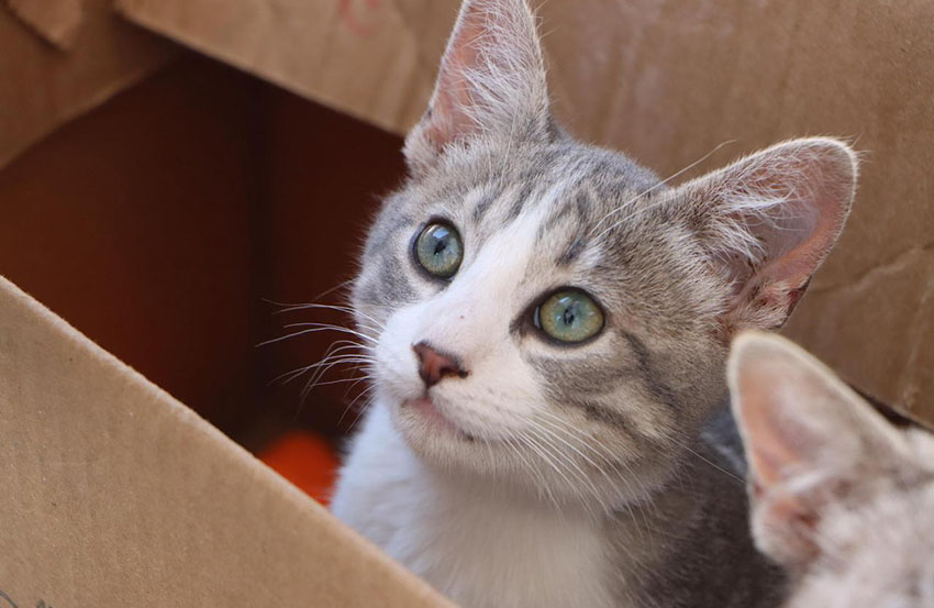 30ª Jornada de Esterilización Canina y Felina Gratuita en Xiutetelco-2