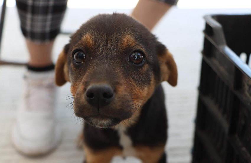 30ª Jornada de Esterilización Canina y Felina Gratuita en Xiutetelco-3