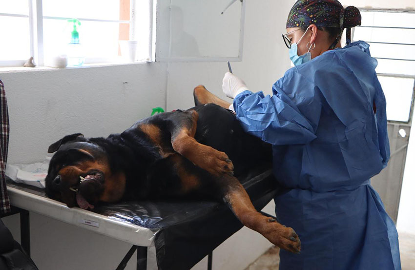 30ª Jornada de Esterilización Canina y Felina Gratuita en Xiutetelco