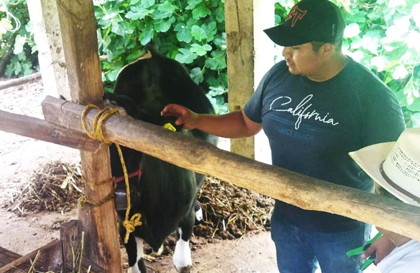 Zacapoaxtla refuerza acciones contra tuberculosis bovina+