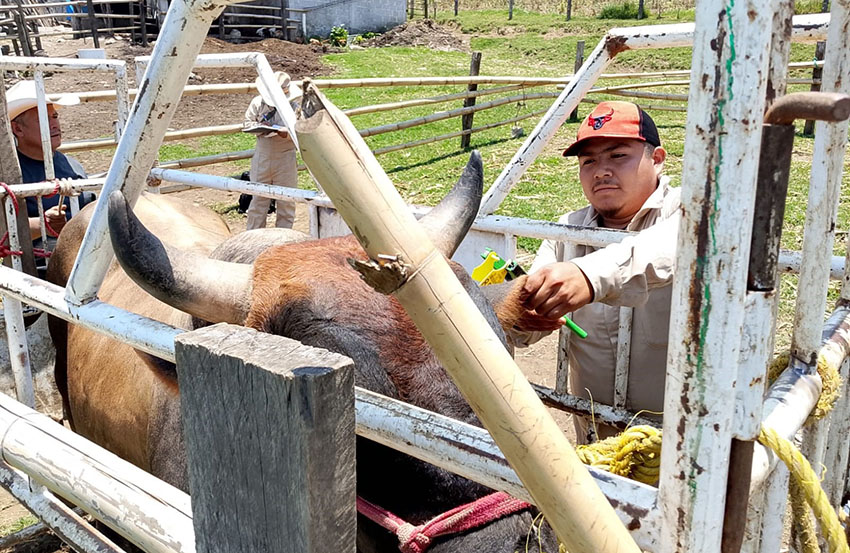 Zacapoaxtla refuerza acciones contra tuberculosis bovina-2