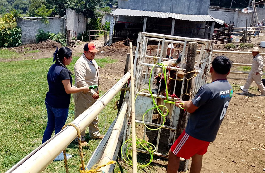 Zacapoaxtla refuerza acciones contra tuberculosis bovina-3