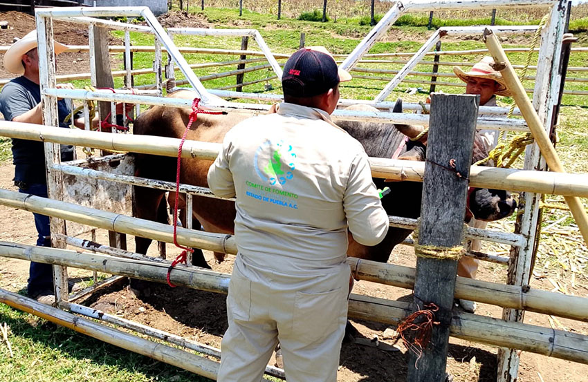 Zacapoaxtla refuerza acciones contra tuberculosis bovina-4