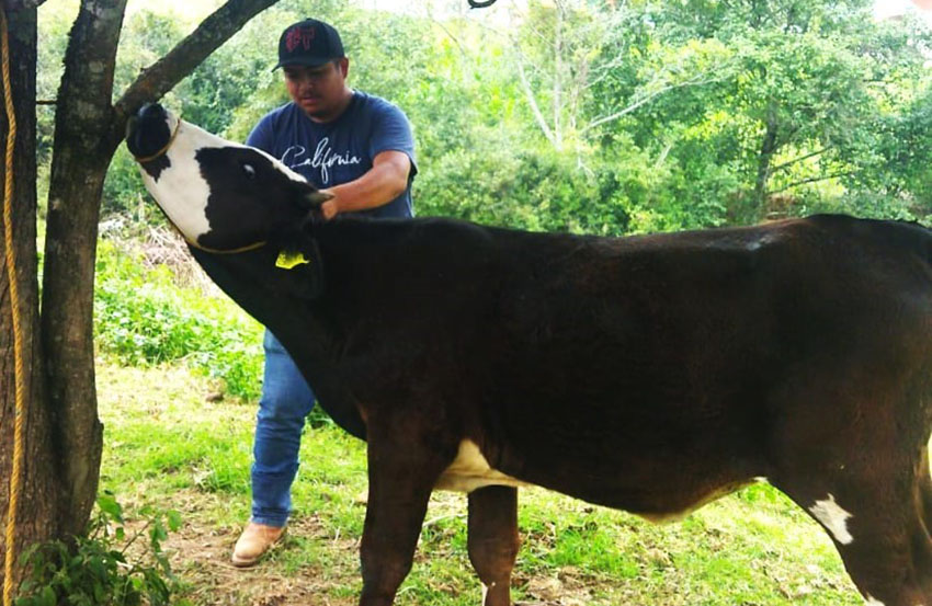 Zacapoaxtla refuerza acciones contra tuberculosis bovina