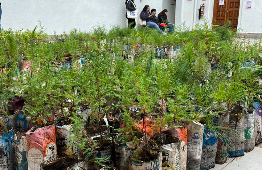 Con la campaña “Adopta un Árbol” Teziutlán busca distribuir 10 mil arbolitos-2