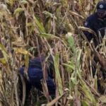 Encuentran hombre sin vida en terreno de siembra en Oyameles